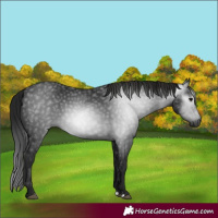 Horse Color:Gray Black 