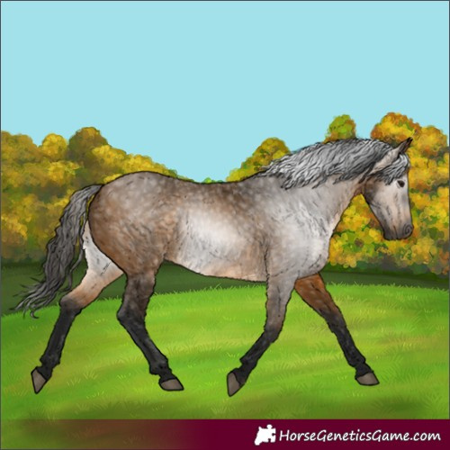 Horse Color:Gray Buckskin 