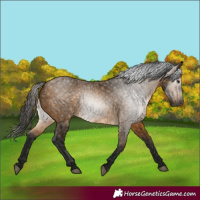 Horse Color:Gray Buckskin