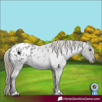 Horse Color:Smoky Blue Roan Appaloosa 