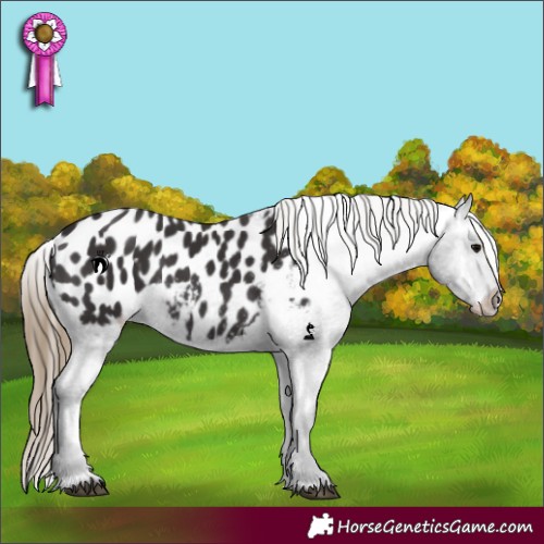 Horse Color:Smoky Black Appaloosa 