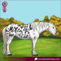 Horse Color:Smoky Black Appaloosa 