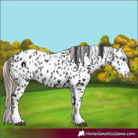 Horse Color:Smoky Black Near Leopard 