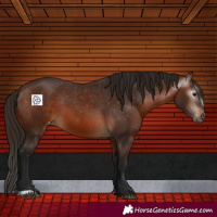 Horse Color:Gray Bay Varnish 