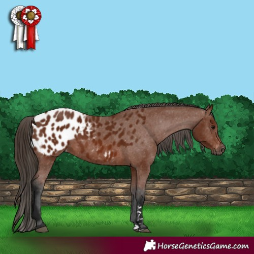 Horse Color:Gray Bay Appaloosa 