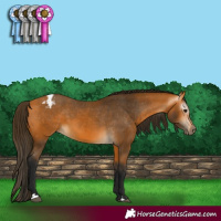 Horse Color:Gray Buckskin Varnish 