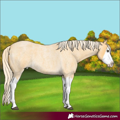 Horse Color:Palomino Roan Splash 