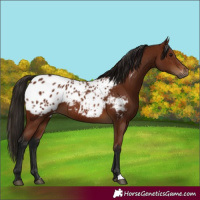 Horse Color:Gray Bay Appaloosa