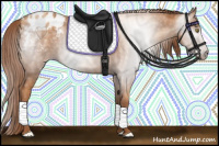 Horse Color:Gray Gold Champagne Appaloosa 