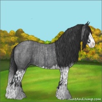 Horse Color:Blue Roan Sabino Splash  and Blue Roan Sabino Splash 