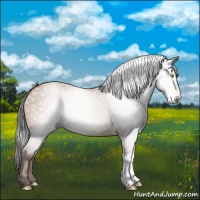 Horse Color:Gray Amber Champagne 
