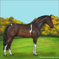 Horse Color:Buckskin Tobiano 