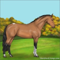 Horse Color:Bay Tobiano 