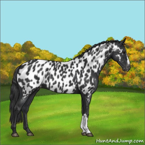 Horse Color:Black Appaloosa