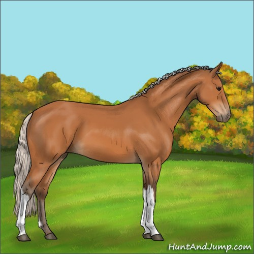 Horse Color:Silver Bay 