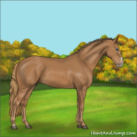 Horse Color:Chestnut Splash Frame 