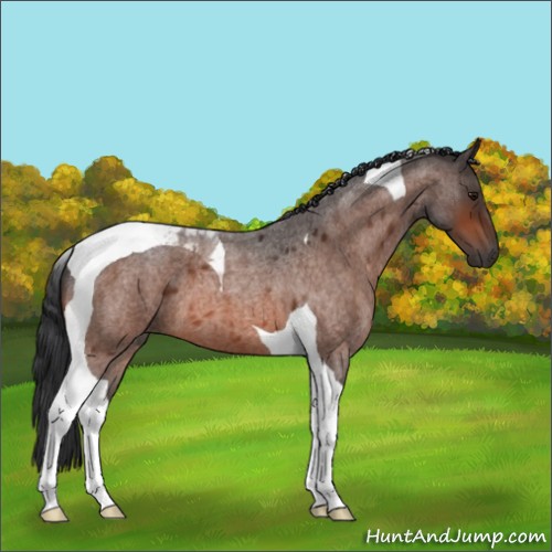 Horse Color:Bay Roan Tobiano