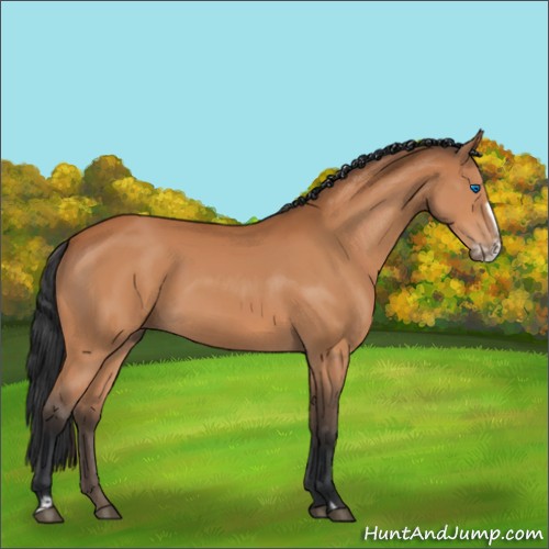 Horse Color:Bay Frame