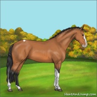 Horse Color:Bay Splash Tobiano 