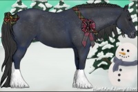 Horse Color:Blue Roan Appaloosa 