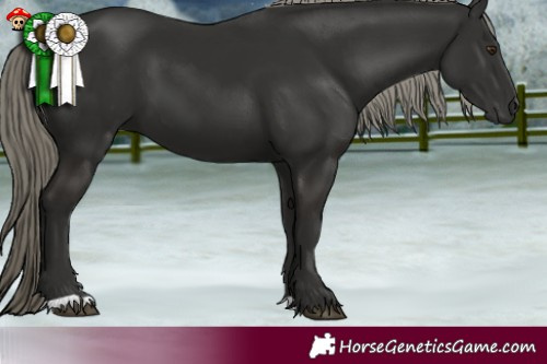 Horse Color:Liver Chestnut Mushroom 
