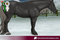 Horse Color:Liver Chestnut Mushroom 