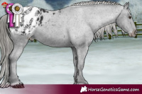 Horse Color:Liver Chestnut Mushroom Appaloosa 