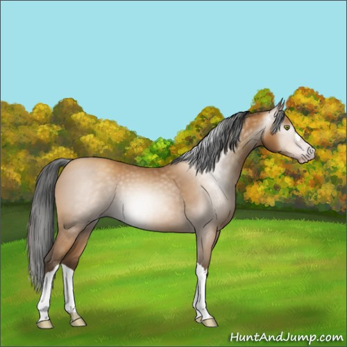 Horse Color:Gray Amber Champagne 