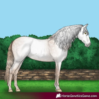 Horse Color:Gray Gold Champagne Roan 