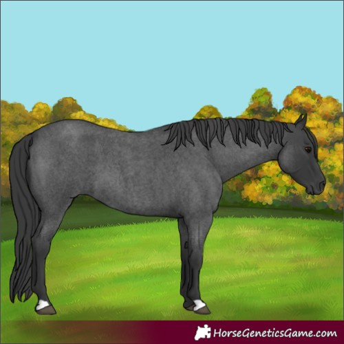 Horse Color:Blue Roan 