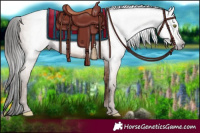 Horse Color:Gray Amber Champagne 