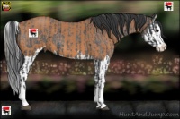 Horse Color:Blue Roan Sabino Splash  and Bay Roan Sabino Splash 