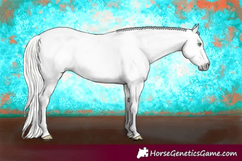 Horse Color:Gray Silver Amber Cream Champagne Roan Dun Splash Tobiano Frame Varnish Rabicano