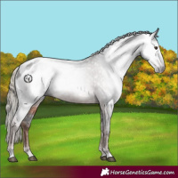 Horse Color:Gray Liver Chestnut Appaloosa Rabicano 