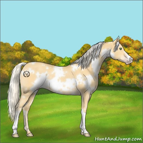 Horse Color:White Spotted Gold Cream Champagne Rabicano 