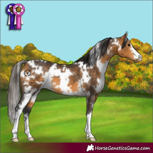 Horse Color:White Spotted Buckskin