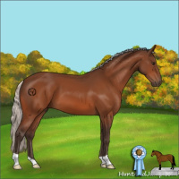Horse Color:Silver Bay 