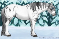 Horse Color:White Spotted Black Splash Tobiano Frame Near Leopard 