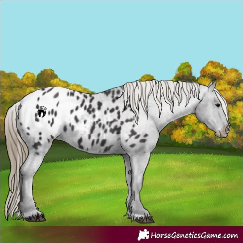 Horse Color:Smoky Black Appaloosa 