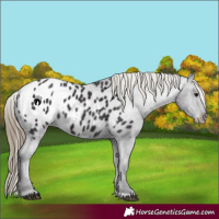 Horse Color:Smoky Black Appaloosa 