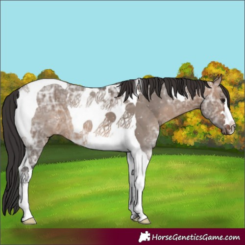 Horse Color:Brown Ice Dun Tobiano 