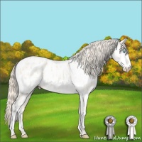 Horse Color:Cremello Appaloosa  and Palomino Pearl Appaloosa 
