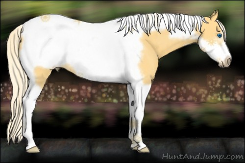 Horse Color:Palomino Tobiano Frame 