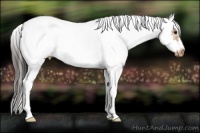 Horse Color:White Spotted Bay Splash Frame Appaloosa 