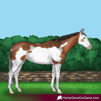 Horse Color:Bay Splash Frame 