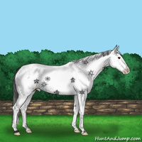 Horse Color:White Spotted Black 