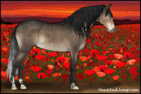 Horse Color:Gray Brown Dun Mushroom Sabino Appaloosa Brindle 