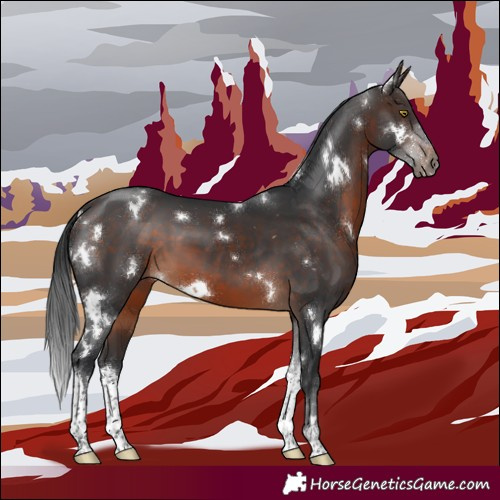 Horse Color:White Spotted Brown 