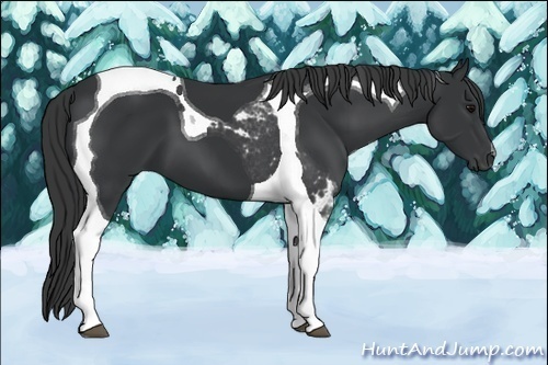 Horse Color:Black Tobiano