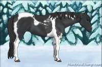 Horse Color:Black Tobiano 